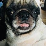 Mary Lou Woolman - @lilalcopone_ - Instagram