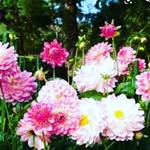 Mary Yow - @12marylamb21 - Instagram