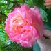 Maria Zelenka - Facebook