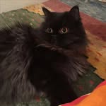 Maryam Basharat - @maryambasharat4 - Instagram