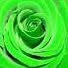 Maryam Warner - Facebook