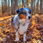 MaryAnn Bennett - @bennettsnorthernstars.aussies - Instagram