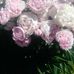Maryann Bertram - Facebook
