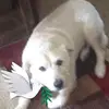 maryanndecarlo6 - @maryanndecarlo6 - TikTok