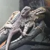 MaryAnnDodd - @maryannhappydragons - TikTok