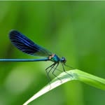 Maryann Gallagher - @luckydragonflystudio - Instagram