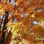 Maryann Larson - @vmrdtb - Instagram