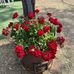 Maryanne Boyd McAndrew - Facebook