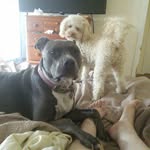 Maryanne Thomas - @princess_prancey_paws - Instagram
