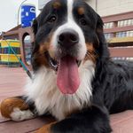 Maryellen Dolan - @bigmac_bufluv - Instagram