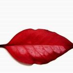MaryEllen Collins-Ferguson - @collinsmaryellen - Instagram