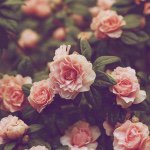 Marylee Johnson - @widehollowwhimsies - Instagram