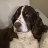 Digbydog 🇨🇦 - @maryloufulford - TikTok