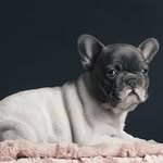 Marylou Gillet - @marylougillet - Instagram