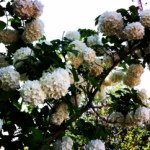 Marylou Hicks - @marylou4jhickha - Instagram