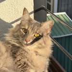 Mary Lou John🐱 - @mary.loujohn - Instagram
