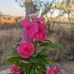 MaryLou Lyons - Facebook