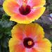 MaryLou Lyons - Facebook