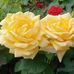 Marym Sayed - Facebook