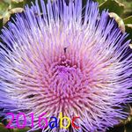 Masatoshi Ito - @masatoshi2668 - Instagram