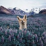 @mashageller_ - Instagram