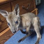 Mashawna Smith - @odiethewallaby22 - Instagram