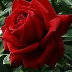 Mashok Uddin - @mashuk._uddin - Instagram