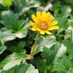 Mashuk Uddin - @samrinsagufa - Instagram
