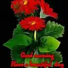 mashukuddin88 - @mashukuddin88 - TikTok