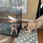 Mason and Archer and Scout - @mason.archer.scout - Instagram