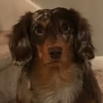Mason Arthur 🐾 - @mason_thedappledoxie - Instagram