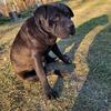 upper dog - @masonbadger572 - TikTok