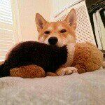 Mason & Barron - @shibainubrothers - Instagram