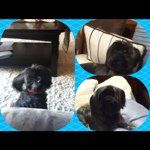 Mason Barron - @popular_dog - Instagram