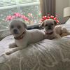 Mason&Baxter 🐶 - @masonandbaxter - TikTok