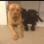 Mason Beasley - @mbeasleymastiffs - Instagram