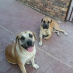 Bonesa Mason - @masonbonesa - Instagram