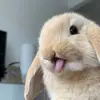 mason - @mason._.cheng - TikTok