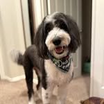 Mason Cheung - @henrythesheepie - Instagram