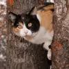 mason and clover - @duo.on.paws - TikTok