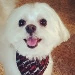 Mason Cohen - @rufflifeofmason - Instagram