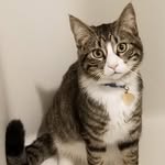 Mason Colvin - @masonthemaincoon - Instagram