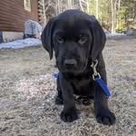 Mason Douglass Young - @blacklabmason - Instagram