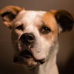 m a s o n 🐶 the emoji dog - @mason.duffy - Instagram