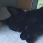 Escobar - @escobarkittymason - Instagram