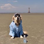 Mason Geiger - @masongeigerthegoldenretriever - Instagram