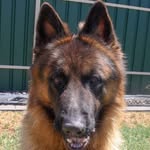 Mason | The German Shepherd - @mason_thegermanshepherd - Instagram