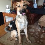 Mason - @mason_german_shepherd - Instagram