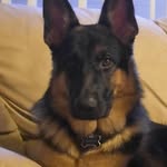 Mason - @mason_germanshepherd - Instagram