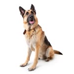 Mason - @mason_the_german_shephard - Instagram